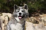 AKITA INU 238